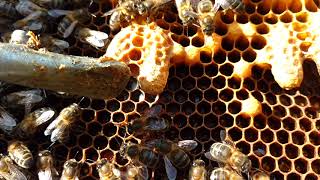 Nacimiento abeja reina. Interior de una colmena