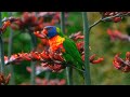 Amazing Birds of Australia