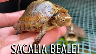 Sacalia Bealei - The Beals Eyed Turtle