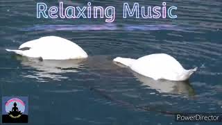 Relaxing Music, swan in the river, deep meditation, calm, peace, remove stress
