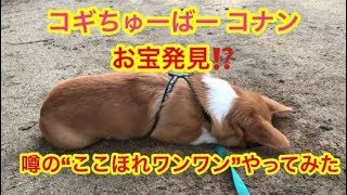 コギちゅーばー　子犬のコナン　ブラジルの人聞こえますか〜   CONAN's HAPPY DAYs