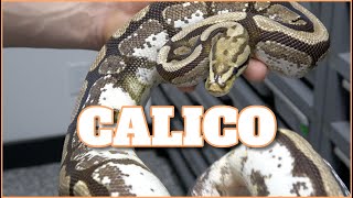 Showcase Saturday! Calico Ball Pythons!