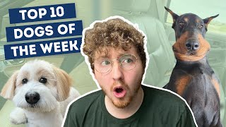 This Dog Doesn't Look Real | Top 10 Dogs of the Week!