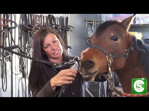 What are the responsibilities of a horse trainer?