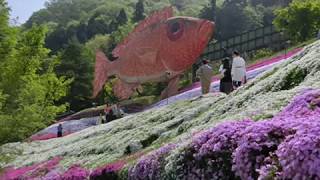 姫路　ヤマサかまぼこ工場　芝桜の小道2018.4.22