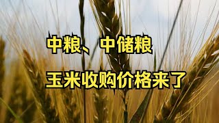 2022年新玉米收購價格新鮮出爐！小麥迎來成本型上漲行情【每日觀察】