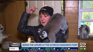 Q13 News Seeing the Lemurs