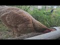 Beginilah Ayam kampung Makan, mereka suka berebutan