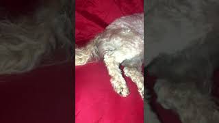 Maltipoo giving birth