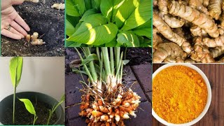 How to grow Turmeric | how to grow turmeric in potsb| పసుపుని  ఇంట్లో సులువుగా ఇలా పందించుకోవాలి .