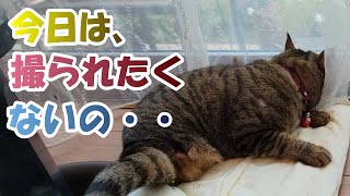 あいちゃん、今日は、撮られたくないの・・。【２本足の癒し猫 あいちゃんを癒しの音楽とともに～】No.282　#cat #猫好き