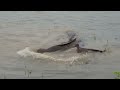 african catfish clarius gariepinus at ameenpur lake in hyderabad.