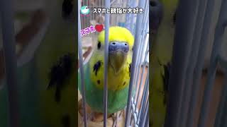 スマホと親指が大好きなセキセイインコ #shorts #budgerigar