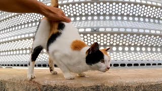 防波堤の上を歩いて付いてくるハートマークの三毛猫が可愛過ぎる