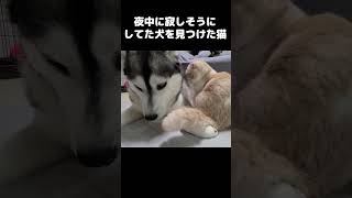 夜中に寂しそうにしてた犬を見つけた猫の行動がかわいすぎた...#猫 #cat