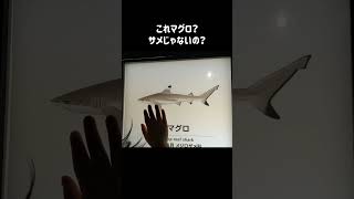 水族館で思わず二度見！？マグロ？サメ？