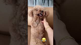 Adorable Dog's Pure Joy is Contagious! 😄 #PuppyLove #HappyPets #EmotionalExpressions...