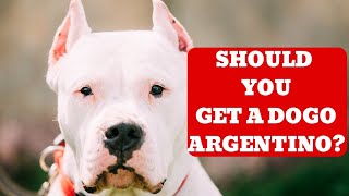 Should You Get a Dogo Argentino???