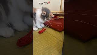 三味線の糸が気になるスコティッシュフォールド　猫