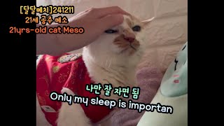 21세 고양이 메소_고양이랑 살면 잠은 다음생에 양보해야해_ If you live with a cat, you have to give up sleep