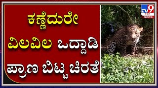 Leopard Died Infront Of Forest Officials In Chikkamagaluru