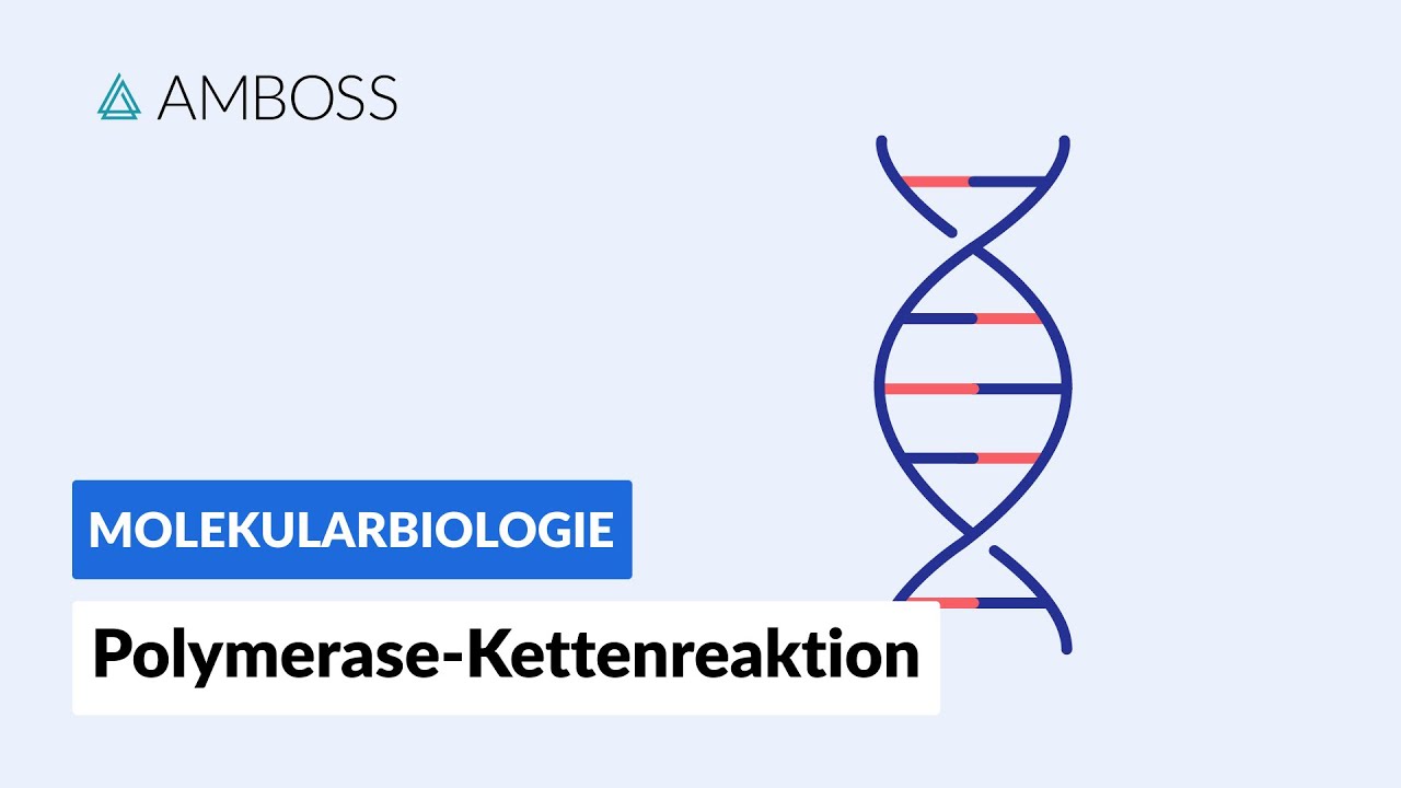 Polymerase-Kettenreaktion (PCR) - Biochemie - Labormethoden - AMBOSS ...