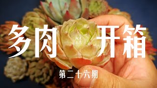 阿米豆腐：多肉开箱 #26 【昂斯洛】非常诱人的果冻色