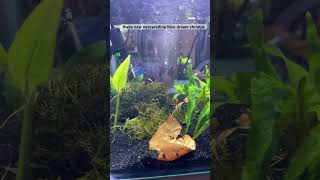 New blue dream neocaridina shrimp about to hit  20 subs