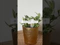 🍀植物が育ちにくい　間違った置き方５選🍀【☘life with houseplant】6 9 shorts