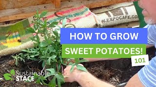 Sweet Potatoes 101 - How To Grow Sweet Potatoes