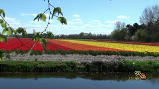 Keukenhof. Die Seele der Blumen 2013