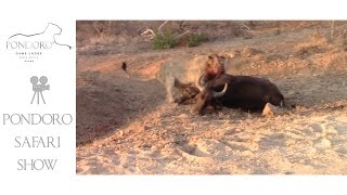 Young male lion dragging a buffalo carcass