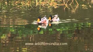 Domesticated ducks swimming in the pond - Venu Van, Rajgir, Bihar