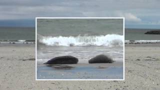 Seehunde und Kegelrobben auf der Helgoland Düne