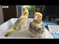 オカメインコ（シナモンパール）購入、でも爪がない！そして、ごめんなさい。