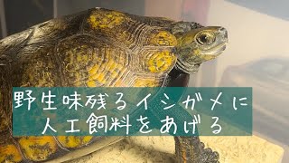 野生味残るイシガメに人工飼料を食べてもらいたい