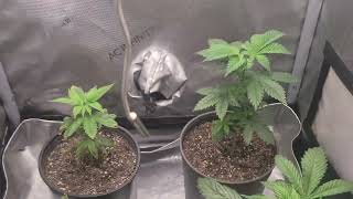 Growing Cannabis Your Way. End of Week 3. Sour Kush