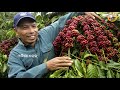 ଓଡିଶା ରେ ଉନ୍ନତ ପ୍ରଣାଳୀରେ କଫି ଚାଷ coffee harvesting odisha coffee cultivation