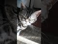 Angry#sounds #cat #angry #cat #sounds