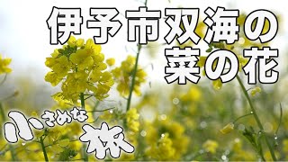 朝露に輝く伊予市双海の閏住菜の花畑｜小さめな旅（161）｜2023.02.18/The field of rape blossoms ,shining in the morning dew.