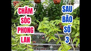 Sáng Sẹo Mê Lan/Sau Mưa Bão Tưới Gì Cho Lan