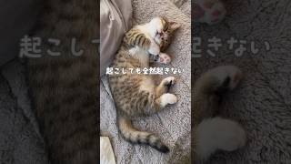 子猫のお世話は大変にゃ…🥺🤍ྀི #cutecat #cat #kitten #猫 #子猫 #猫のいる暮らし