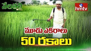 మూడు ఎకరాల్లో 50 రకాల వరి సాగు | Success Story Of Janagam Farmer Siddulu | Nela Talli | hmtv