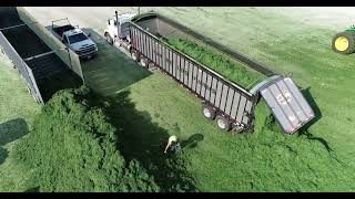 Chopping 3rd Crop Hay Wisconsin 2023