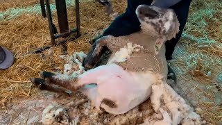 4 H Alberta Sheep Shearing Webinar - January 2023