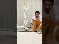 スピードの向こう側で飛び屁がけする柴犬こむぎ dog 柴犬 shibainu