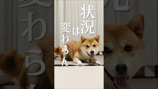 スピードの向こう側で飛び屁がけする柴犬こむぎ #dog#柴犬 #shibainu