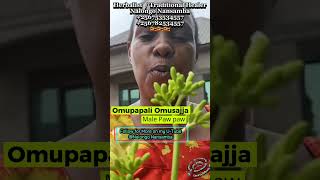 Omupapali Omusajja. Gwe Omusajja Atamalako lilino Eddagala