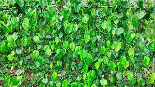 Betel plants (vettila)