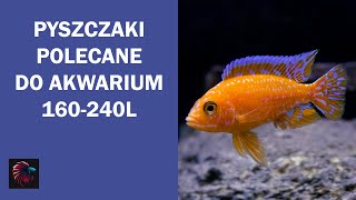 Pyszczaki polecane do akwarium 160-240L